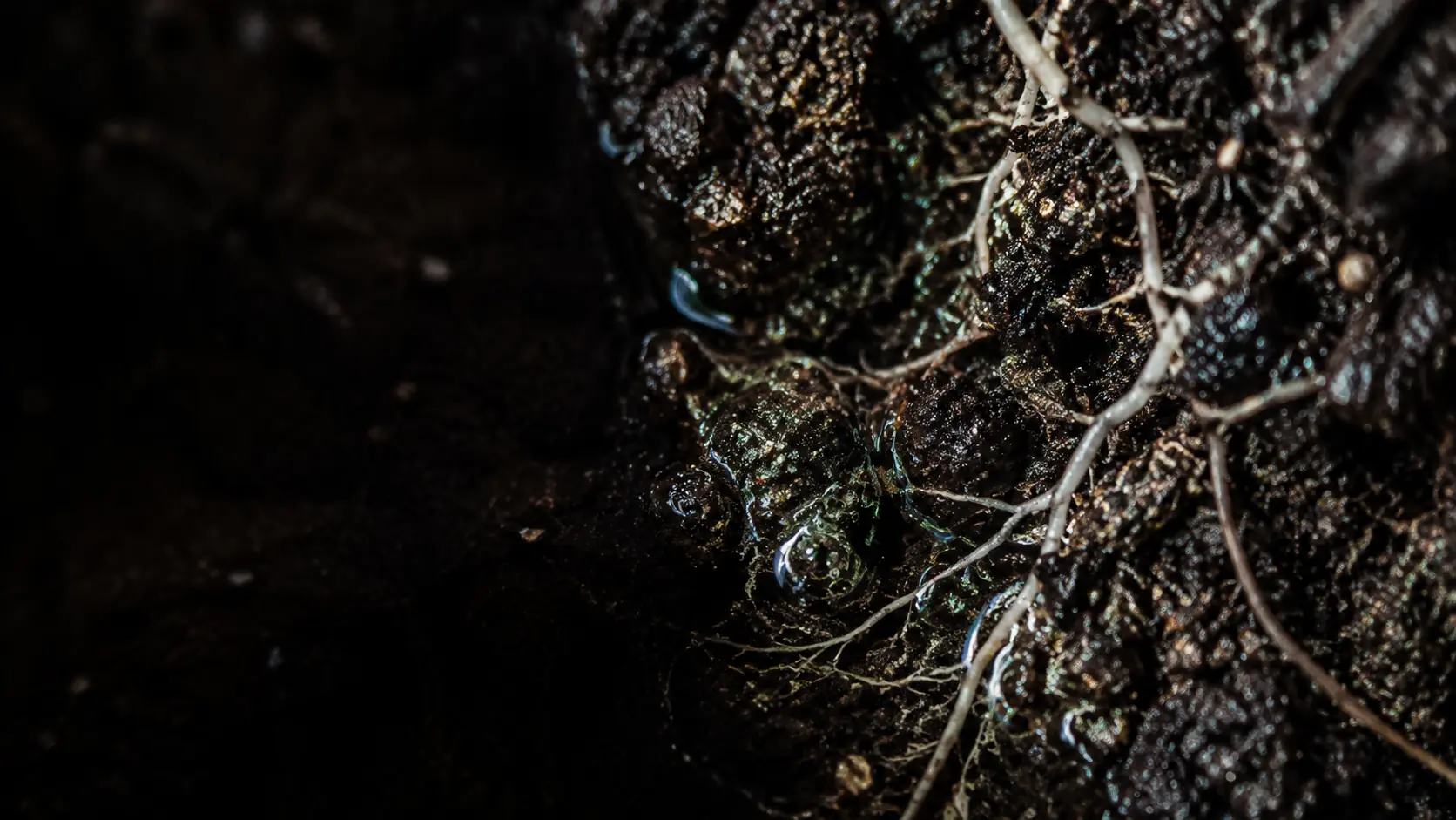 Material turfoso, água e raízes em detalhe
