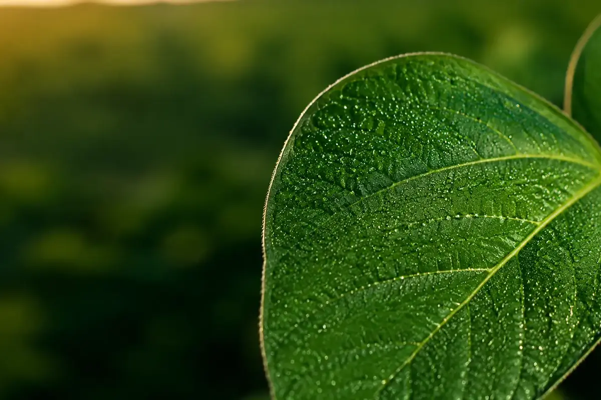 Aplicação foliar representando o uso criterioso de óleos e adjuvantes