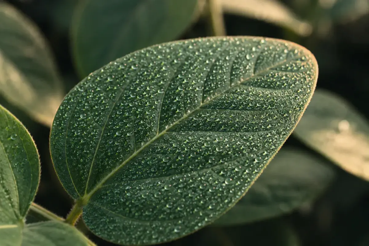 Gotas distribuídas sobre uma folha em contexto de aplicação agrícola